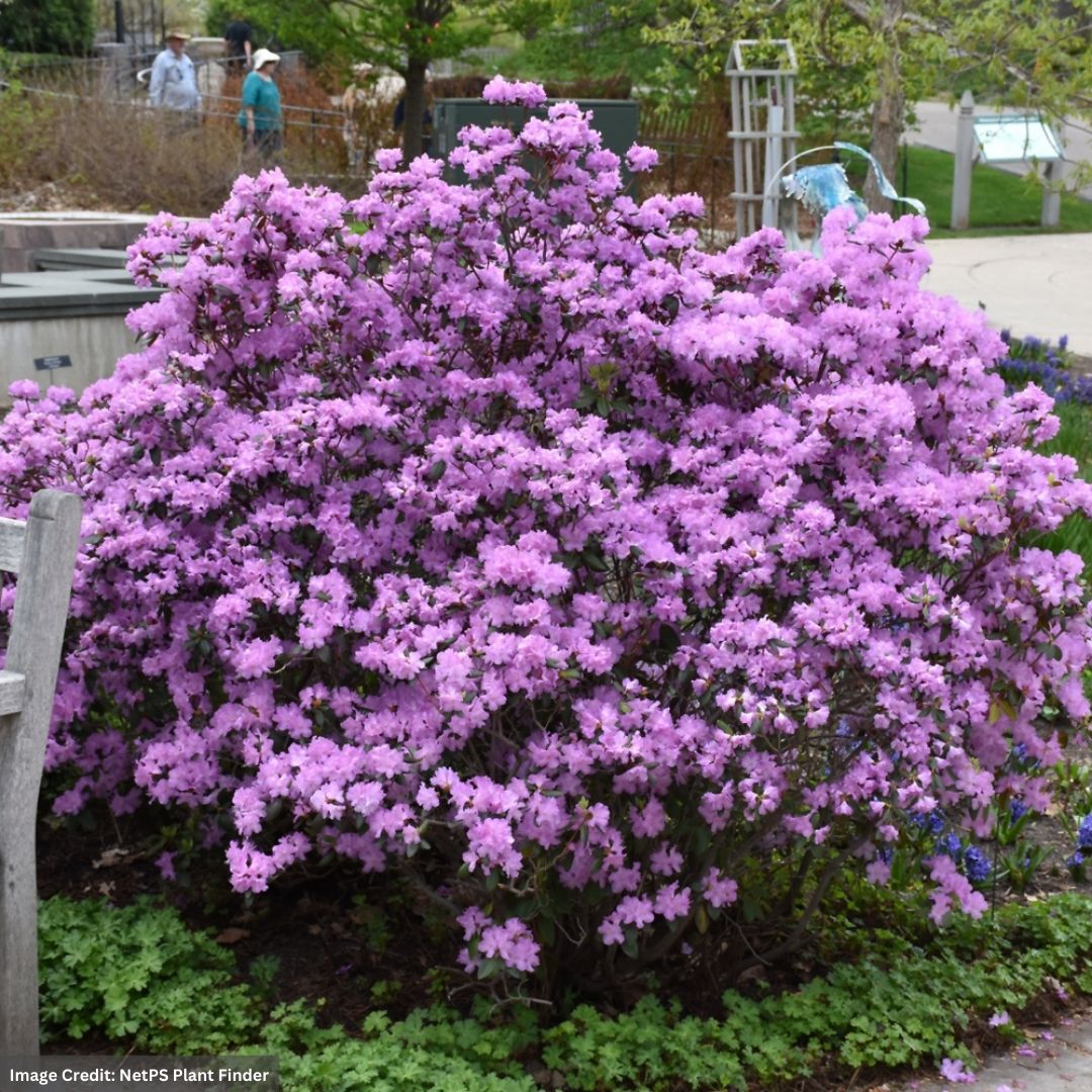 Rhododendron – P.J.M. – #3 Container